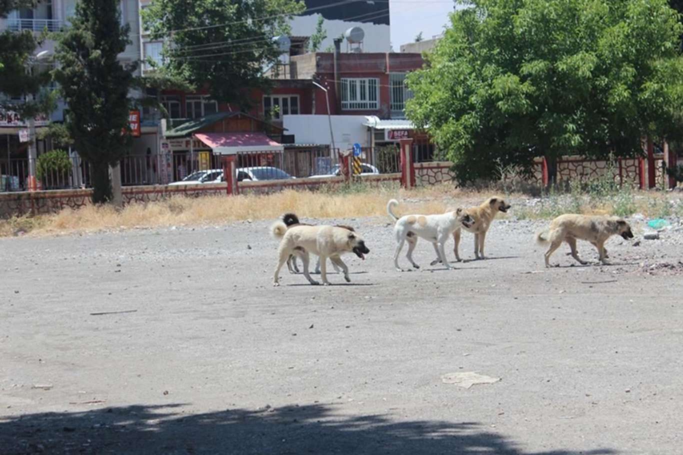 Adıyaman Belediye Başkanı: Her canlıya hürmet eden medeniyetin çocuklarıyız Adıyaman Belediye Başkanı: Her canlıya hürmet eden medeniyetin çocuklarıyız
